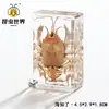 Artesanías de especímenes, insectos reales, escarabajo ciervo, escorpión, escarabajo, araña, regalos de enseñanza de ciencias biológicas, adornos de resina