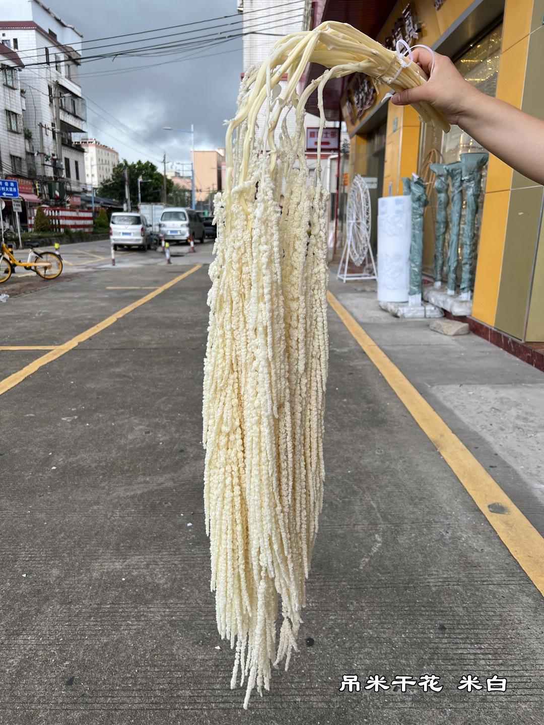 香妃牡丹