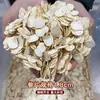 Enviado directamente desde la fuente, Ginseng de alta calidad del Monte Changbai, Rodajas de Ginseng Americano Suave Empacadas Sueltas, Ginseng Americano en Rodajas de Raíz Entera