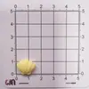 Mini Serie Océano Conchas Pequeñas de Colores, Caracolas, Estrellas de Mar, Accesorios de Resina de Pegamento Cremoso DIY Venta al por Mayor Transfronteriza