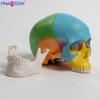 Modelo de Cráneo Mini de Colores Desmontable 3 Partes Referencia de Arte Oral Cabeza de Calavera Escultura Desmontable Boceto