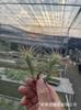 Piña de Aire Planta sin Tierra para Personas Mayores, Hierba de Aire Piña Planta Verde Creativa de Cuatro Estaciones Perenne Colgante de Interior
