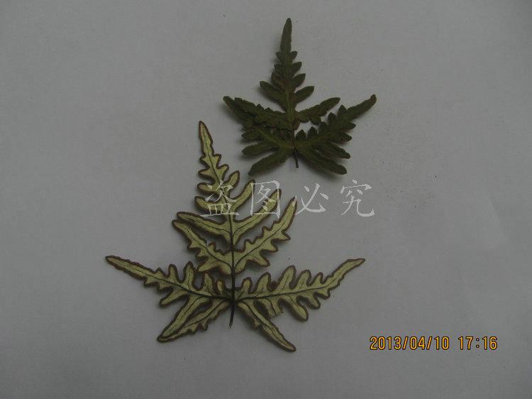 厥叶 (45)