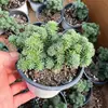 Planta Suculenta de Pino en Forma de Bola Combinada en Maceta Planta Verde Flor para Oficina y Balcón, Suculenta Linda que Absorbe Radiación