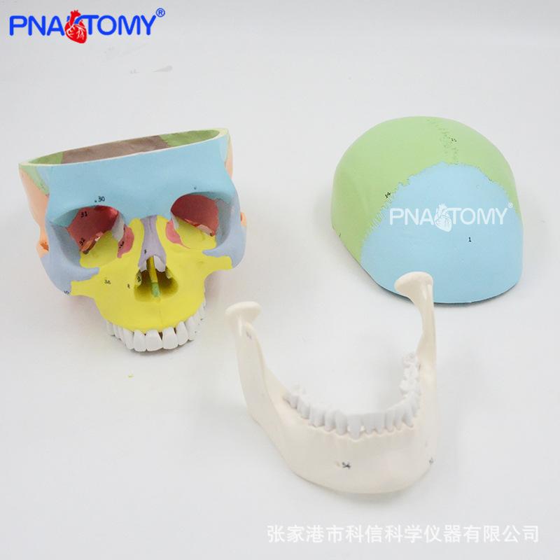 PNT-0153N 彩色头骨标数字03.jpg