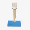 Modelo de los Dientes de Leche B10004/1