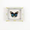 Mariposa Ojo de Esmeralda Azul Mariposa Real Imán para Refrigerador Espécimen Marco de Fotos Terminado Regalo de Gama Alta Pintura Decorativa