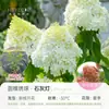 Cono de Jardín de Heidi Flor de Hortensia Maceta Lámpara de Lima Planta Verde de Patio Planta Resistente al Frío y al Calor Plántulas
