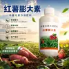 Agente de control de crecimiento de camote rojo verano anti-agrietamiento agente de agrandamiento de raíz y tallo papa camote aumento de rendimiento fertilizante foliar al por mayor