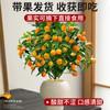 Kumquat Crocante com Entrega de Frutas Mudas em Vasos Árvores Frutíferas de Quatro Estações Mudas de Laranja Comestíveis Kumquat Crocante Sempre-Verde para Interior