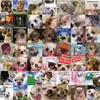 62 Pegatinas de Expresión Divertida de Chihuahua para Decoración DIY de Fundas de Teléfono Móvil, Vasos de Agua, Guitarras, Escritorio y Papelería