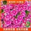 Nuevo producto: Flor de Kalanchoe, Florece Todo el Año, Flores Dobles Grandes, Planta de Flor Preciosa, Plántula de Planta Verde Resistente al Frío con Capullos de Flor, Planta de Interior Zorro Dorado