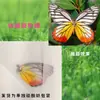 Especímenes de Mariposas Reales para Práctica, Mariposas Originales con Alas Sin Abrir, Materiales DIY para Espécimenes de Insectos, Mariposas Monarca, Insectos Originales, Mariposas Cola de Golondrina
