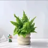 Helecho de Encaje en Maceta Helecho Riñón Malvavisco Helecho Marissa Hoja de Pluma Decoración Divertida Colgante Planta Popular Fácil de Criar