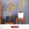Planta de Flor en Maceta de Brote de Dulce Invierno para Uso en Interiores y Jardín, Florece Todo el Año, Flor de Ciruelo Fragante, Planta Verde de Bonsái de Tronco Viejo Resistente