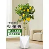 Planta de Limoeiro em Vaso com Frutos, Planta Verde Comestível, Grande para Sala de Estar Interna Varanda, Planta de Floração Quatro Estações, Fácil de Manter
