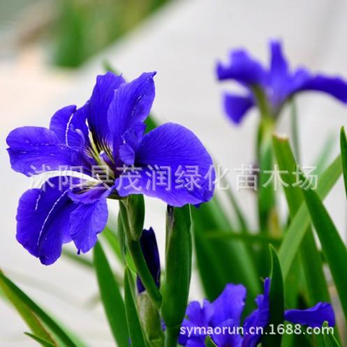 草莓005