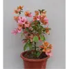 Buganvília em seu Vaso e Terra Originais, Planta de Vaso Púrpura de Yunnan, Florindo em Todas as Estações, Fácil de Manter para Varanda e Jardim