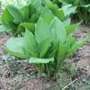 Dropshipping Resistente al Frío y a la Sombra Patio Balcón Sala de Estar Borde Dorado y Plateado Hojas de Flores Hosta Flor Perenne Planta de Interior