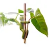 Herramienta de Fijación para Plantas Hidropónicas, Compañero para Dar Forma al Crecimiento y Evitar que se Caigan, Soporte para Ramas, Decoración de Escritorio de Oficina, Fijador de Jardinería