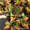 Hojas artificiales esparciendo Accesorios de pared para planta de Banyan color cambiante Madera alta simulación hojas coloridas hojas grandes color cambiante Maceta de madera fabricante