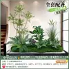 Combinações de Paisagismo com Plantas Verdes para Varandas, Paisagismo de Interiores, Vitrines, Paisagens com Plantas, Pátios, Fachadas de Lojas, Escadas e Lojas