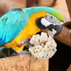 Pelota de hierba natural loro piel de tigre xuanfeng bola para morder molienda de dientes molienda de pico juguete educativo para pájaros entrenamiento transfronterizo Amazon