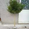 Envío directo de plantas para paisajismo de patios de villas: plantones de boj de tallo único y tallo alto, plantones de boj de hoja pequeña, plantones en forma de bola y macetas de boj