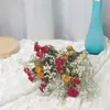 Gipsófila Rosa Ramo Seco Real de Año Nuevo Flor Eterna Decoración de Oficina Accesorios para el Hogar Estilo Ins Escandinavo
