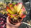 Paquete Combinado de Bromelias Set Grande Mediano Pequeño Madera Flotante de Selva Paisajismo Acuático Micro Paisaje Planta de Aire Otro