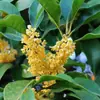 Plántulas de Osmanthus en Maceta Osmanthus Dorado Florales de Aroma Fuerte Interior y Exterior Patio Balcón Plantación en Suelo Plantas Verdes Floración Lunar