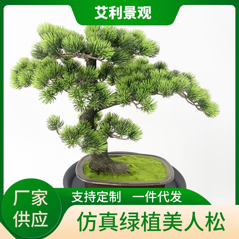 美人松2