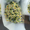 Kunming, Yunnan Flores de Manzanilla Frescas Al por Mayor Suministros para Arreglos Florales Uso en Floristería Base de Flores al por Mayor 10 Tallos por Manojo