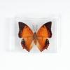 Adorno de mariposa real, alas de mariposa real, regalo de cumpleaños creativo para estudiantes, caja transparente