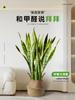 Orquídea Tigre de Phnom Penh Maceta Grande Planta Verde para Sala de Estar Casa Nueva Absorbedora de Formaldehído Planta Grande de Interior Flor de Oficina Cola de Tigre