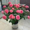 Balcón de Jugo Planta en Maceta Rosa con Capullos Florece Todo el Año Flor de Rosa Rosales Fáciles de Cultivar con Aroma Frutal