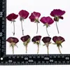 Funda para Teléfono Celular con Flor Seca y Pegamento de Rosa, DIY, Flor Real, Flor en Relieve, Flor en Relieve, Material de Muestra de Planta para Enseñanza Infantil