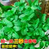 Semillas de Verduras al por Mayor, Semillas de Fresa, Semillas de Tomate, Semillas de Verduras, Bolsas al por Mayor de Semillas de Frutas, Semillas de Calabaza, Venta al por Mayor de Semillas