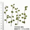 Lámpara de mesa con relieve de hoja real Chiba Chlorophytum Bryophyllum planta vela espécimen flor seca marcapáginas martingale flor seca decorativa