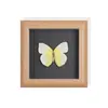 Set de Regalo con Espécimen de Mariposa Real, Mariposa Cola de Golondrina de Ojos Azules, Decoración 3D para Mujer, Regalo para Amigos, Materiales Didácticos, Marco de Fotos