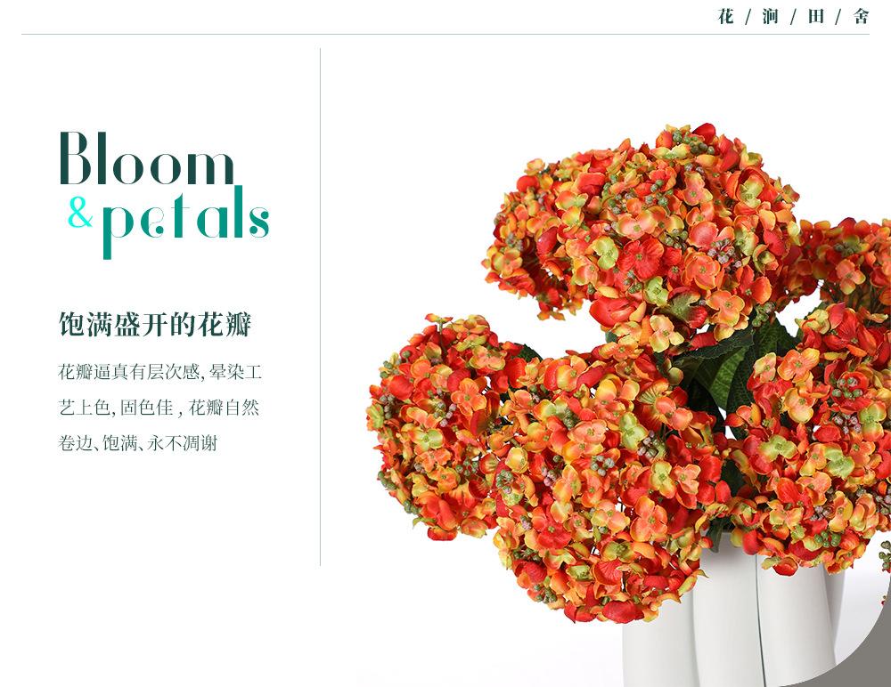 5头豆豆绣球-7.15_05.jpg