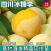 Mudas Autênticas de Ameixa de Açúcar de Rocha de Sichuan para Dropshipping, Adequadas para Plantio em Regiões do Norte e do Sul, Novos Produtos de Ameixa para Enxerto em Vasos no Quintal