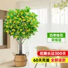 Planta de Osmanthus en Maceta, Árbol Grande de Osmanthus de Cuatro Estaciones en Maceta, Planta Verde Grande para Oficina Interior, Florece Todas las Estaciones, Tocón Viejo Nativo