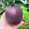 Mudas de Macieira Diamante Negro de Peça Única para Dropshipping, para Plantio em Quintais do Norte e do Sul, Plantas em Vasos, Mudas Enxertadas de Frutas Extra-Grandes Anãs