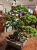 Agujas de Pino de Plástico, Hojas de Pino, Pinos de Bienvenida Artificiales, Pinos de Plástico, Pino de Belleza, Pino Negro, Hojas para Paisajismo
