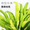 Helecho Nido de Pájaro en Maceta - Planta Pequeña Purificadora de Aire para Interiores, para Oficina, Perenne y Fácil de Mantener, Planta Verde Tolerante a la Sombra