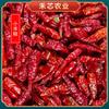 Xiaomi Chile Seco Pimienta Picante Super Picante Sichuan Enorme Picante Cocina Hunan Guizhou Chile Seco Super Picante