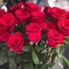 Uma Planta de Rosa Única com Flores Grandes e Botões de Flor, Adequada para Uso Interno e Externo, Pode Ser Enviada