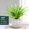 Dropshipping Helecho Nido de Ave Helecho en Maceta Follaje de Interior Planta Verde Flor Sala de Estar Oficina Escritorio de Empresa Planta Novedad