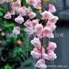 Compra de Comercio Electrónico-Semillas de Flor de Begonia Colgante Transfronteriza Planta Trepadora Fácil de Cultivar en Todas las Estaciones, Siembra y Floración